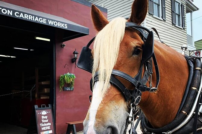 Charleston's Historic Residential Horse and Carriage Tour - Why the carriage pace works