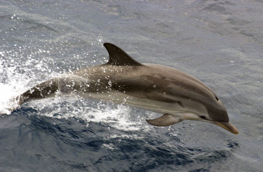 Charleston: Sightseeing Harbor Tour & Dolphin Watch - Why This Charleston Harbor Cruise Works