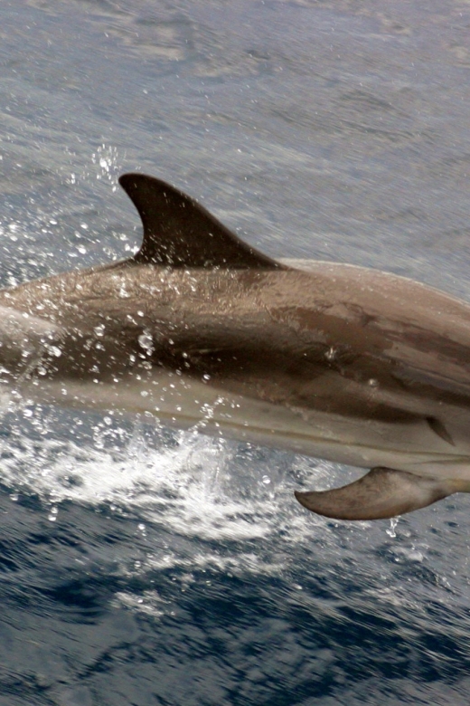 Charleston: Sightseeing Harbor Tour & Dolphin Watch - Cruising Charleston Harbor For The First Ten Minutes