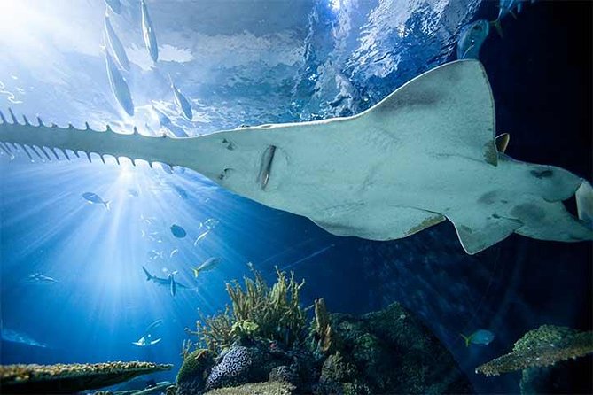 Chicago CityPASS® - Griffin Museum of Science and Industry: the hands-on choice