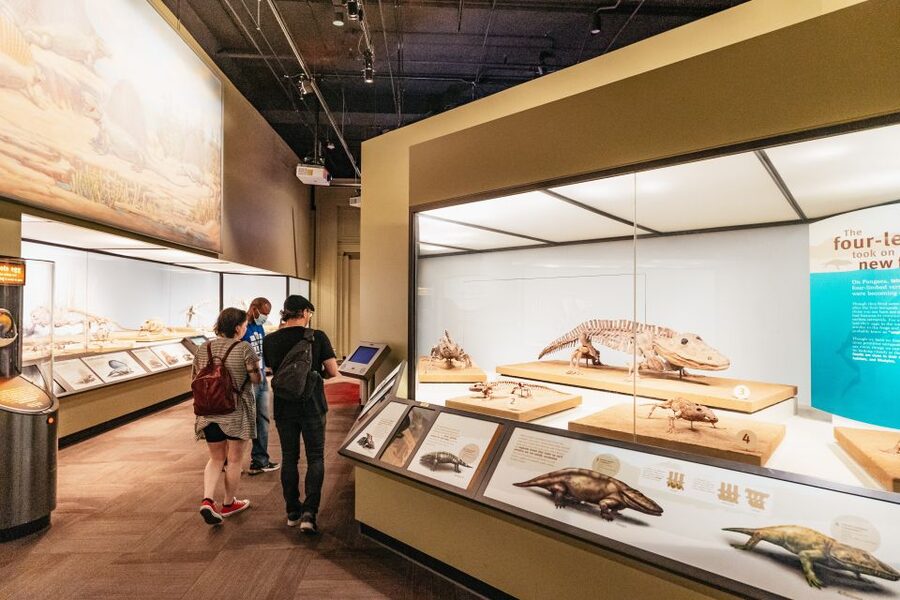 Chicago: Field Museum of Natural History Ticket or VIP Tour - Who should book this Field Museum experience?