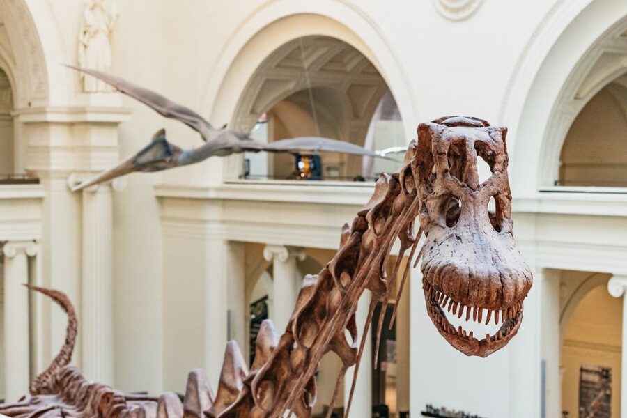 Chicago: Field Museum of Natural History Ticket or VIP Tour - The dinosaur halls, Sue, and Maximo