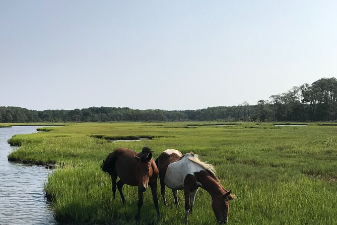 Chincoteague's Up The Bay Pony and Wildlife Tour by Boat - Starting at Curtis Merritt Harbor