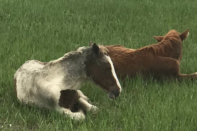 Chincoteague's Up The Bay Pony and Wildlife Tour by Boat - Dolphins, bald eagles, pelicans, and coastal birds