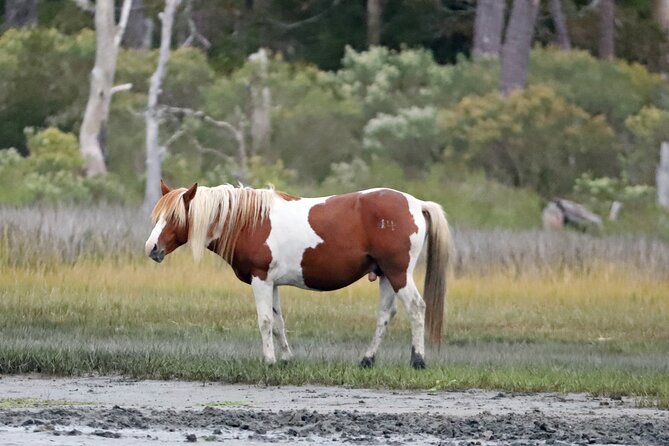 Chincoteague's Up The Bay Pony and Wildlife Tour by Boat - A captain who makes local knowledge personal