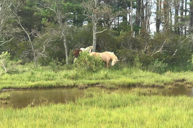Chincoteague's Up The Bay Pony and Wildlife Tour by Boat - Is $75 a fair price?
