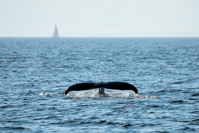 City Cruises Boston Whale Watching Cruise by High-Speed Boat - The whale-watching portion can be thrilling