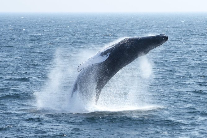 City Cruises Boston Whale Watching Cruise by High-Speed Boat - Indoor comfort and food onboard