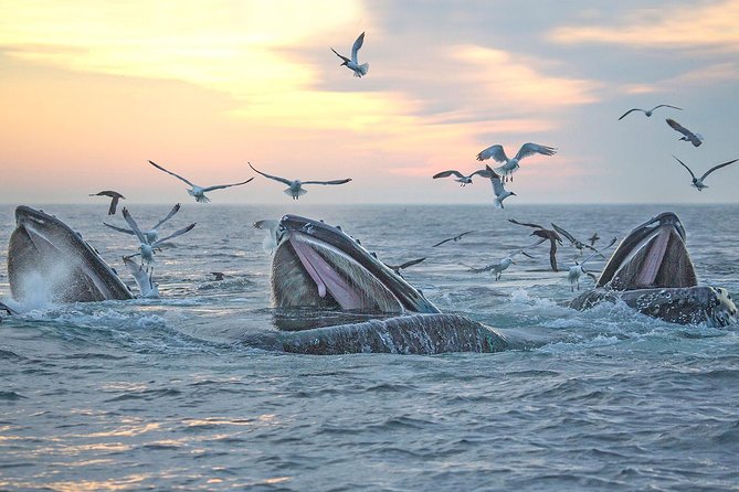 City Cruises Boston Whale Watching Cruise by High-Speed Boat - Is $85.56 a good value?