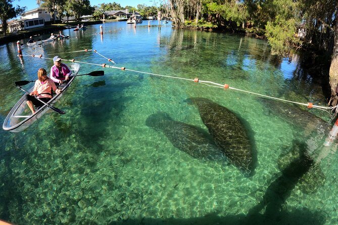 Clear Kayak Manatee Ecotour of Crystal River - Five things to know before you paddle