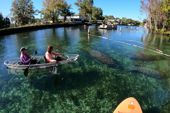 Clear Kayak Manatee Ecotour of Crystal River - The guides are the biggest part of the experience