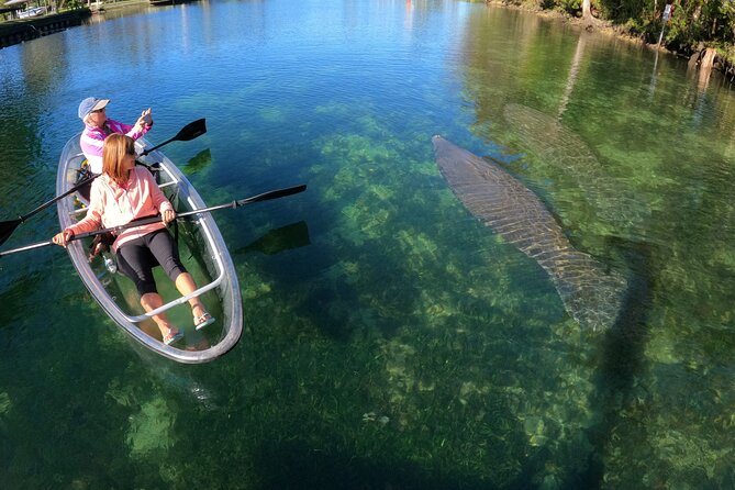 Clear Kayak Manatee Ecotour of Crystal River - Families, solo paddlers, and people with limited experience