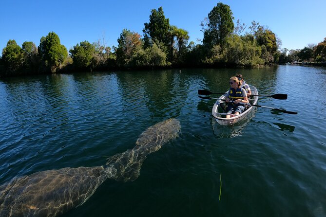 Clear Kayak Manatee Ecotour of Crystal River - When this tour offers the best value