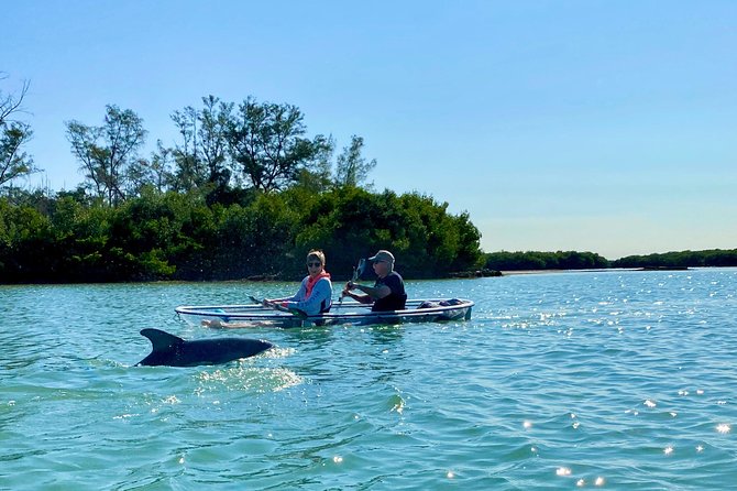 Clear Kayak Tour of Shell Key Preserve and Tampa Bay Area - Wildlife from dolphins to spoonbills