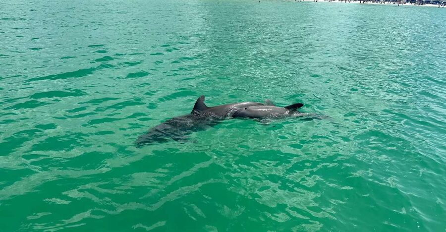 Clearwater Beach: Dolphin & Island Sandbar Cruise - Starting at 25 Causeway Boulevard