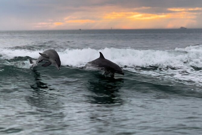 Clearwater Encounters with Dolphins Tour - Key points to know before you book