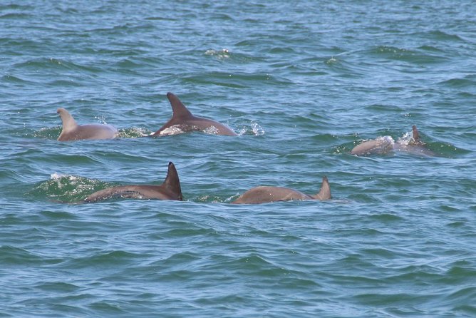 Clearwater Encounters with Dolphins Tour - Setting out from Clearwater Beach Marina