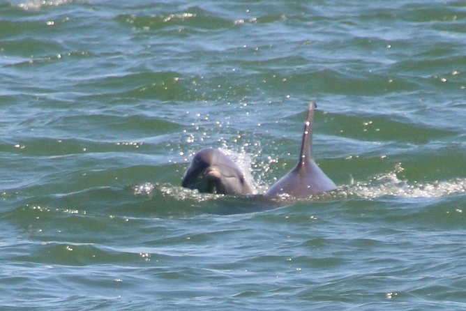 Clearwater Encounters with Dolphins Tour - Why the crew makes a difference