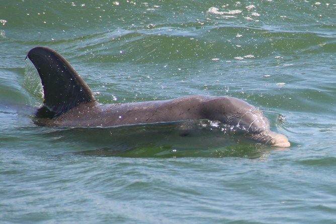 Clearwater Encounters with Dolphins Tour - Motion, comfort, and the best people for this trip