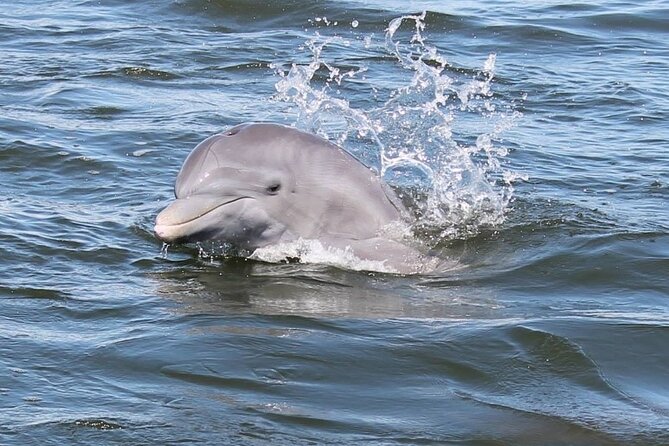 Cocoa Beach Dolphin and Wildlife Tour - Quick points about the Cocoa Beach wildlife cruise