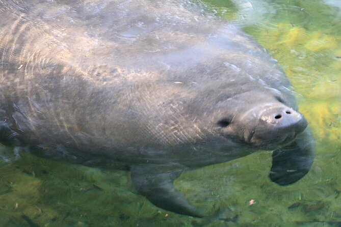 Cocoa Beach Dolphin and Wildlife Tour - What the two-hour itinerary feels like