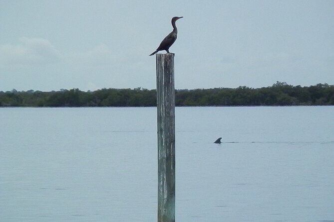 Cocoa Beach Dolphin and Wildlife Tour - Weather, timing, and what to bring