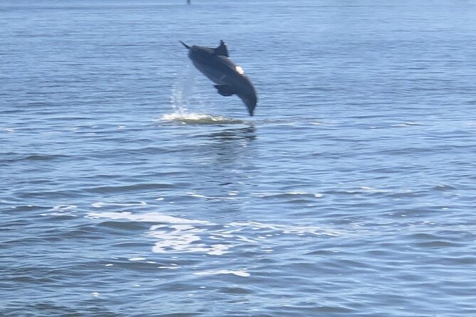 Cocoa Beach Dolphin and Wildlife Tour - Accessibility and family fit
