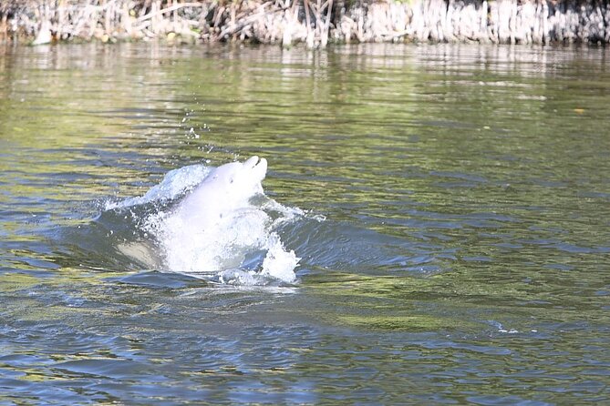 Cocoa Beach Dolphin and Wildlife Tour - The search for dolphins and manatees