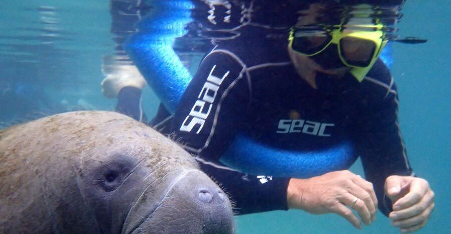 Crystal River: Manatee Snorkel Tour w/ In-Water Photographer - What the experience does especially well