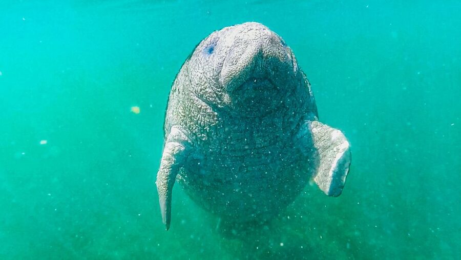Crystal River: Manatee Snorkel Tour w/ In-Water Photographer - A short transfer leads to the refuge
