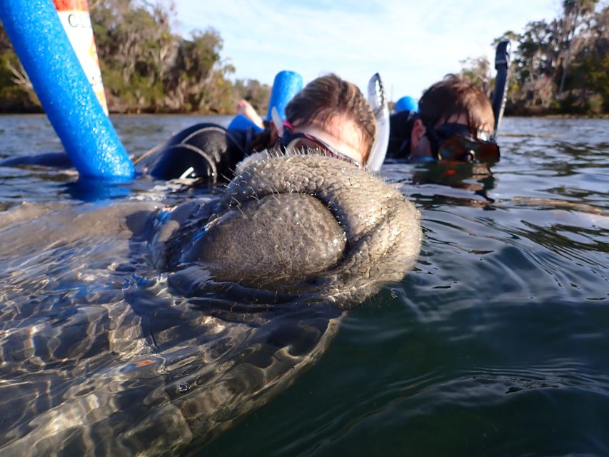 Crystal River: Manatee Snorkel Tour w/ In-Water Photographer - Snorkeling beside wild manatees