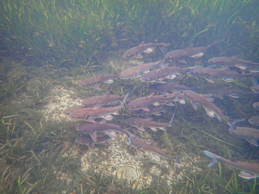 Crystal River: Manatee Swim Group Tour - What makes this Crystal River manatee tour worth considering