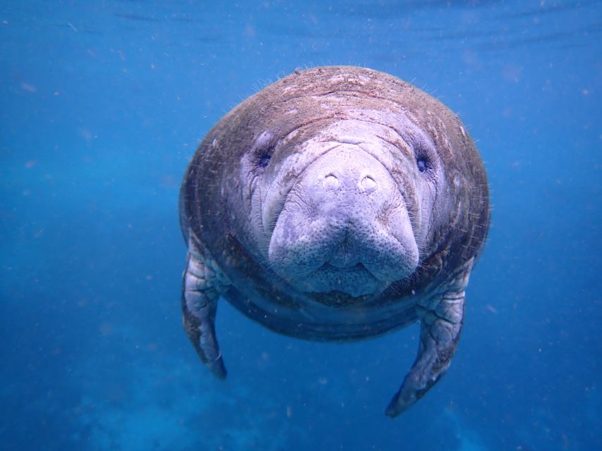 Crystal River: Manatee Swim Group Tour - My call: book it if you want a respectful wildlife encounter