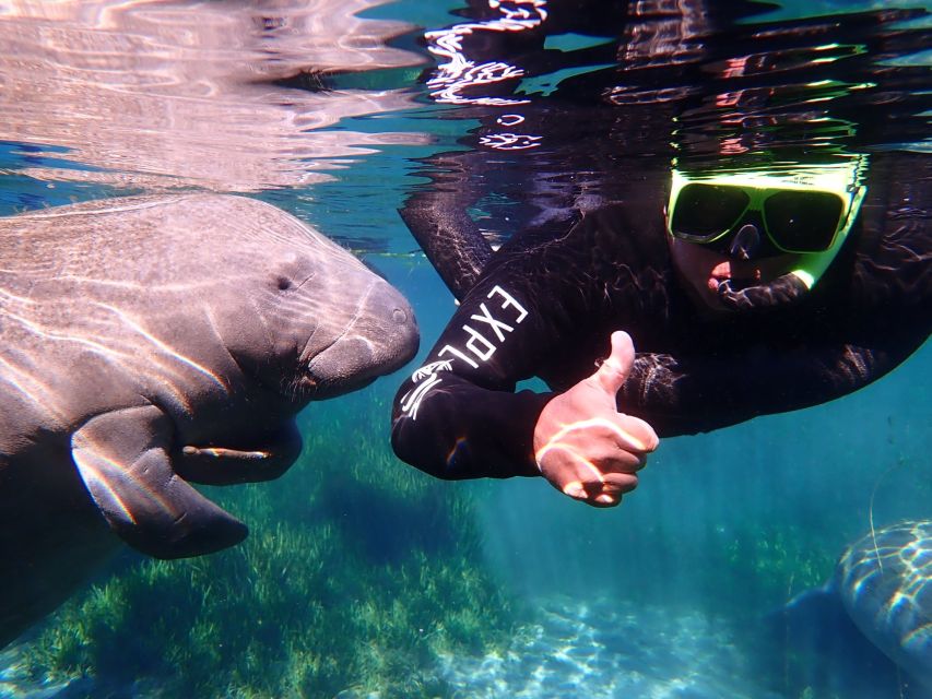 Crystal River: Manatee Swim Group Tour - Watching a thousand-pound animal without disturbing it