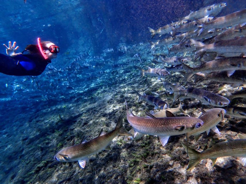 Crystal River: Manatee Swim Group Tour - Why the conservation rules improve the experience