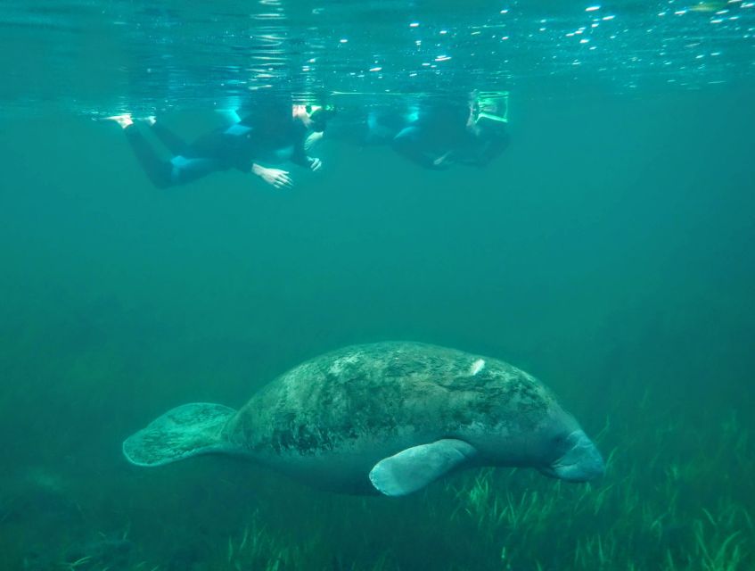 Crystal River: Manatee Swim Group Tour - Photos, changing rooms, and the return trip