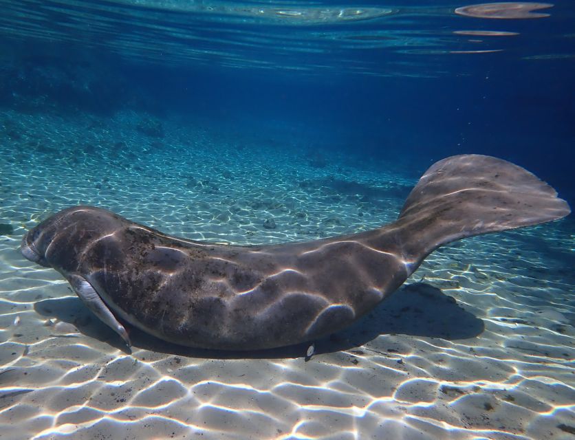 Crystal River: Manatee Swim Group Tour - Who will enjoy this experience most?