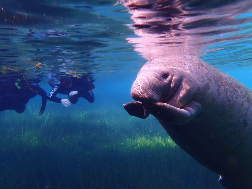 Crystal River: Manatee Swim Group Tour - The five-minute ride to the Kings Bay dock