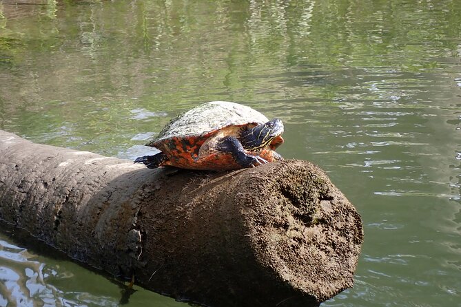 Crystal River Manatee Viewing Cruise - What the 90-minute Crystal River cruise is really like