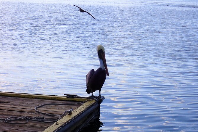 Crystal River Manatee Viewing Cruise - More than manatees: birds, turtles, and a possible dolphin