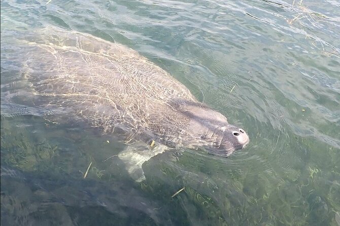 Crystal River Manatee Viewing Cruise - Who should book this cruise
