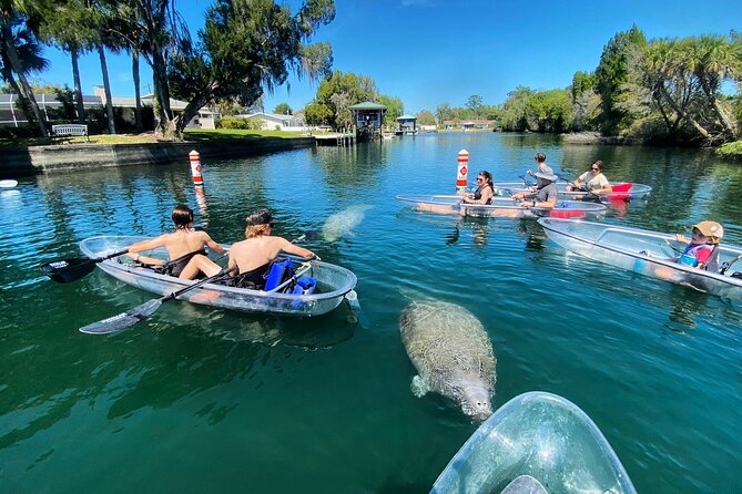 Crystal River Three Sisters Springs and Manatee Clear Kayak Tours - Meeting manatees from the clear kayak