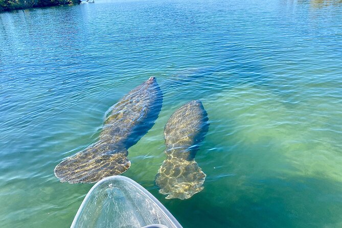 Crystal River Three Sisters Springs and Manatee Clear Kayak Tours - Launching from Kings Bay Park at 268 NW 3rd Street