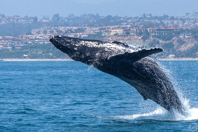 Dana Point Dolphin and Whale Watching with Underwater Viewing - Choosing among the three catamarans