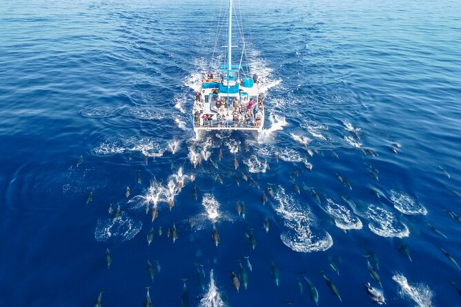 Dana Point Dolphin and Whale Watching with Underwater Viewing - The first sightings: sea lions, birds, and harbor life