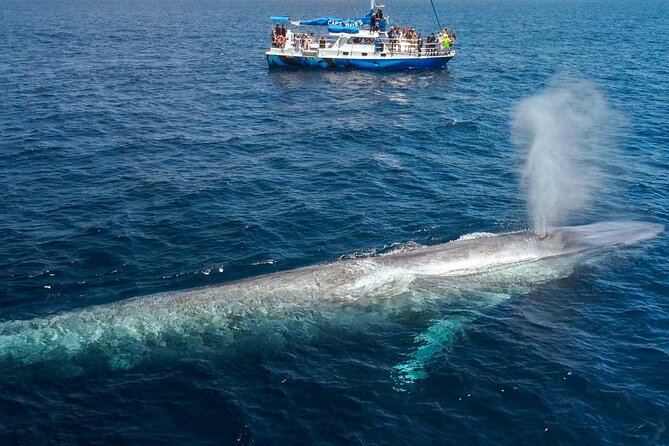 Dana Point Dolphin and Whale Watching with Underwater Viewing - The naturalist commentary makes the difference