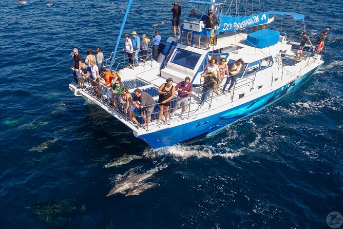 Dana Point Dolphin and Whale Watching with Underwater Viewing - Comfort, weather, and family fit