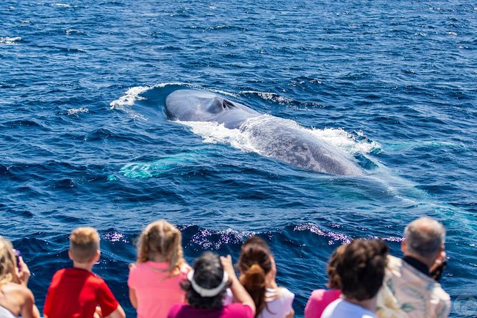 Dana Point Dolphin and Whale Watching with Underwater Viewing - Looking for dolphins in open water