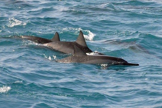 Deluxe Snorkel & Dolphin Watch Aboard a Luxury Catamaran from Kailua-Kona - The Boat’s Best Feature: Plenty to Do Without Snorkeling
