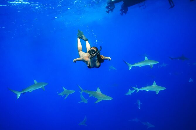 Dive with Sharks in Hawaii: Shark Tour from Haleiwa - Quick take: what matters most